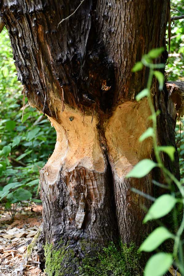 Beaver marks on a tree